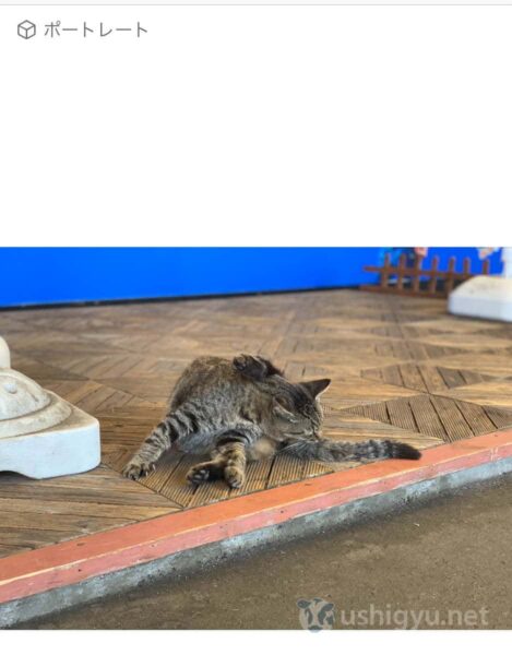 猫の写真でf値の変更を試す